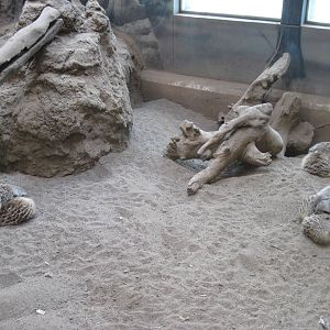 Discovery Barn-Meerkats