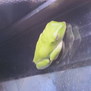 Discovery Barn-Red-eyed Tree Frog