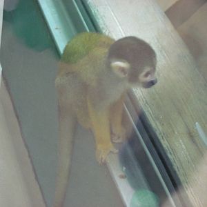 Discovery Barn-Squirrel Monkey