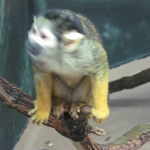 Discovery Barn-Squirrel Monkey