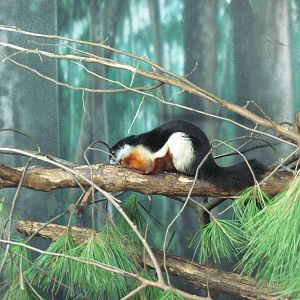 Discovery Barn-Prevost's Squirrel