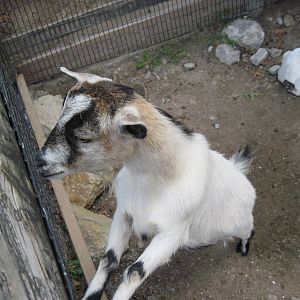 KidZone-Goat