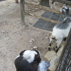 KidZone-Goats