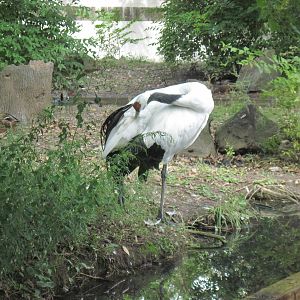 Red-crowned Crane