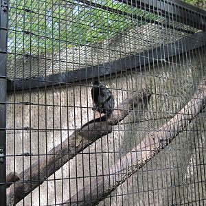 Tiger Trail-Francois Langur