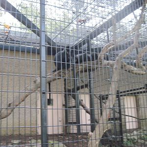 Tiger Trail-Francois Langurs