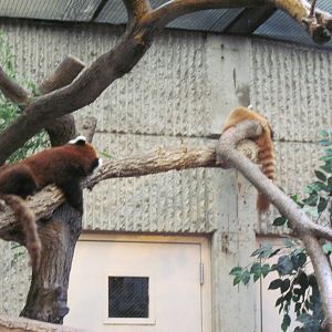 Tiger Trail-Red Pandas
