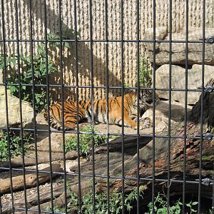 Tiger Trail-Sumatran Tiger