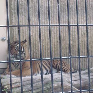 Tiger Trail-Sumatran Tiger