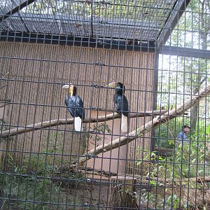 Tiger Trail-Wreathed Hornbills