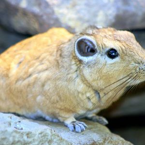 Gundi; Stuttgart (Wilhelma); 6th September 2010