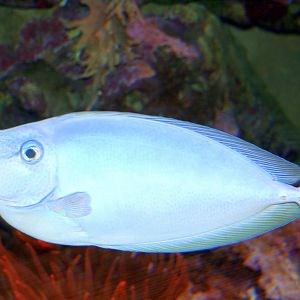 Unicorn fish; Stuttgart (Wilhelma); 6th September 2010