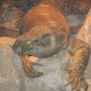 New Monitor in the Bonobo House