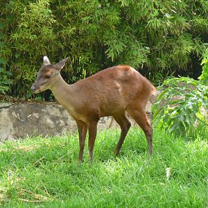 mexican brocket deer zoologico de aragon