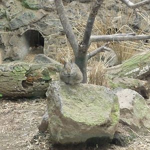 volcano rabbit teporingo