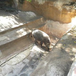 Bornean Bearded Pig