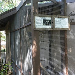 White-Faced Saki exhibit