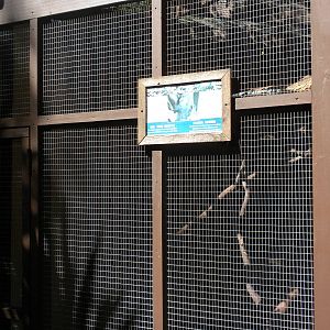 Red-Handed Tamarin exhibit