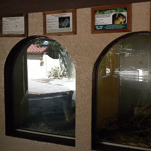 Acouchi and Chinchilla