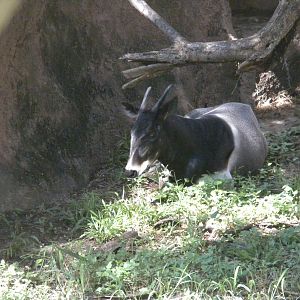 Jentink's Duiker