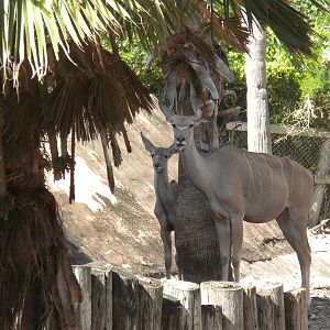 Greater Kudu