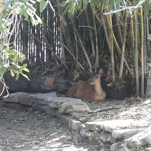 Central American Red Brocket