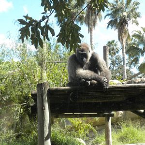 Gorilla