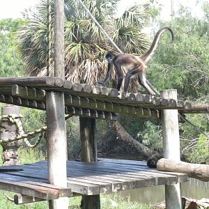 Mexican Spider Monkey