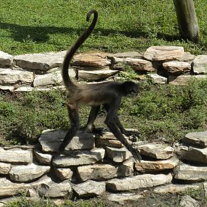 Mexican Spider Monkey