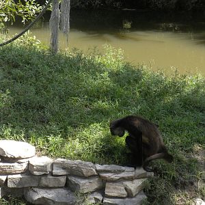 Mexican Spider Monkey