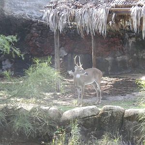 White-Tailed Deer