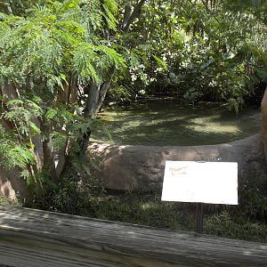 Philippine Crocodile exhibit