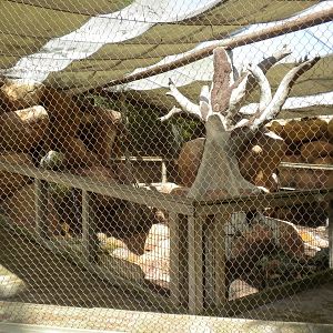 Asutralian bird aviary