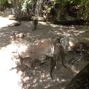 Western Gray Kangaroos