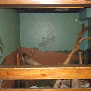Tree Kangaroo exhibit