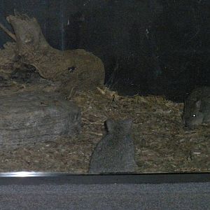 Brush Tailed Bettong