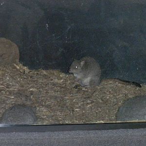 Brush Tailed Bettong