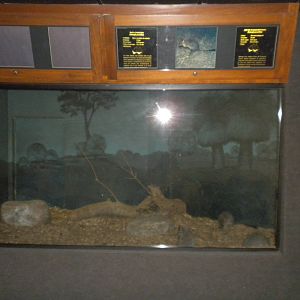 Brush Tailed Bettong