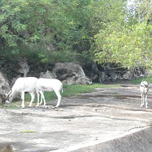 Addax