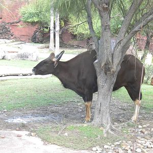 Gaur