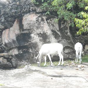 Addax