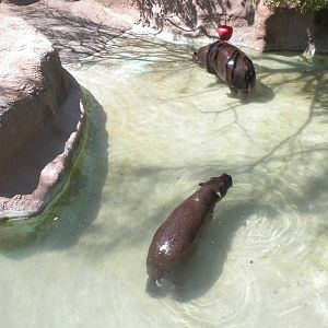 Pygmy Hippo