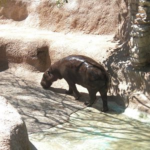 Pygmy Hippo