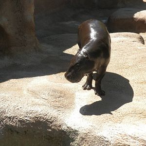 Pygmy Hippo
