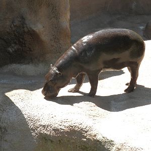 Pygmy Hippo