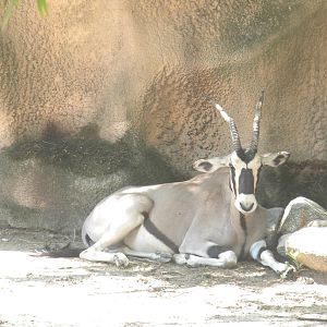 Beisa Oryx
