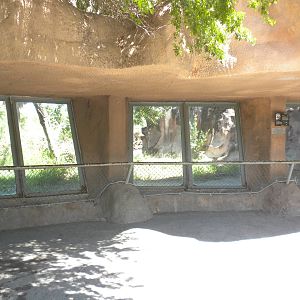 African Wild Dog exhibit