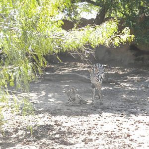 Zebra