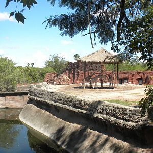 Giraffes and Addra Gazelles