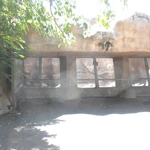 Mandrill exhibit